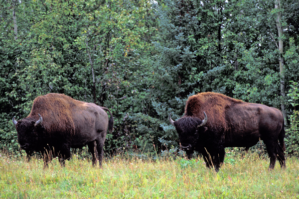 Photo of Bison bison by Ian Gardiner
